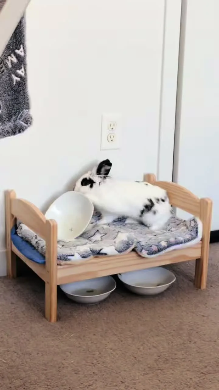 TikTok video still: Frodo expecting his 5 dinner 🐰😡#petsoftiktok #lionheadbunny #fyp #viral #cute