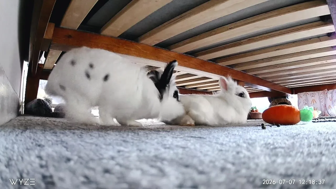 TikTok video still: Missy playing hard to get 🤣🐰 #petsoftiktok #fyp #lionheadbunny #viral #cute