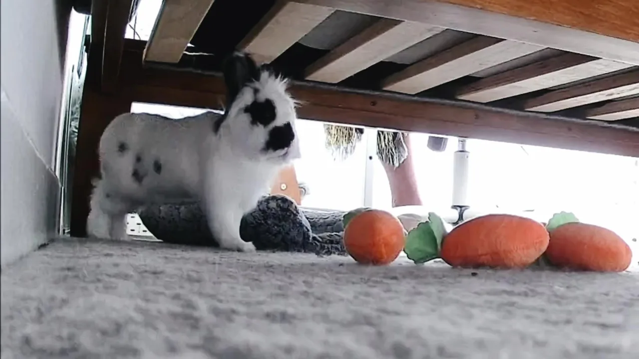 TikTok video still: Frodo and his carrots 🥕 #petsoftiktok #fyp #lionheadbunny #viral #cute