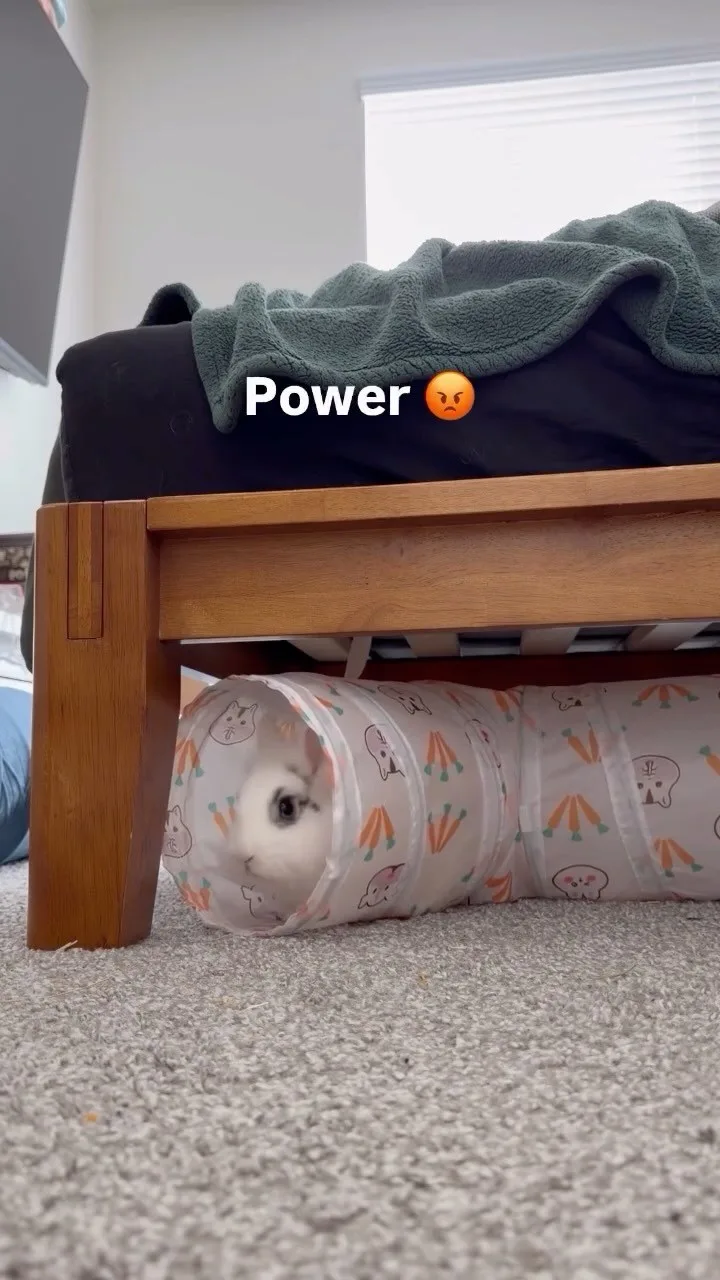 Instagram Reel still: Respect. Power. Banana 🍌🐰 #bunnycore #rabbitsofinstagram #bunny #rabbitlife #bunnytok