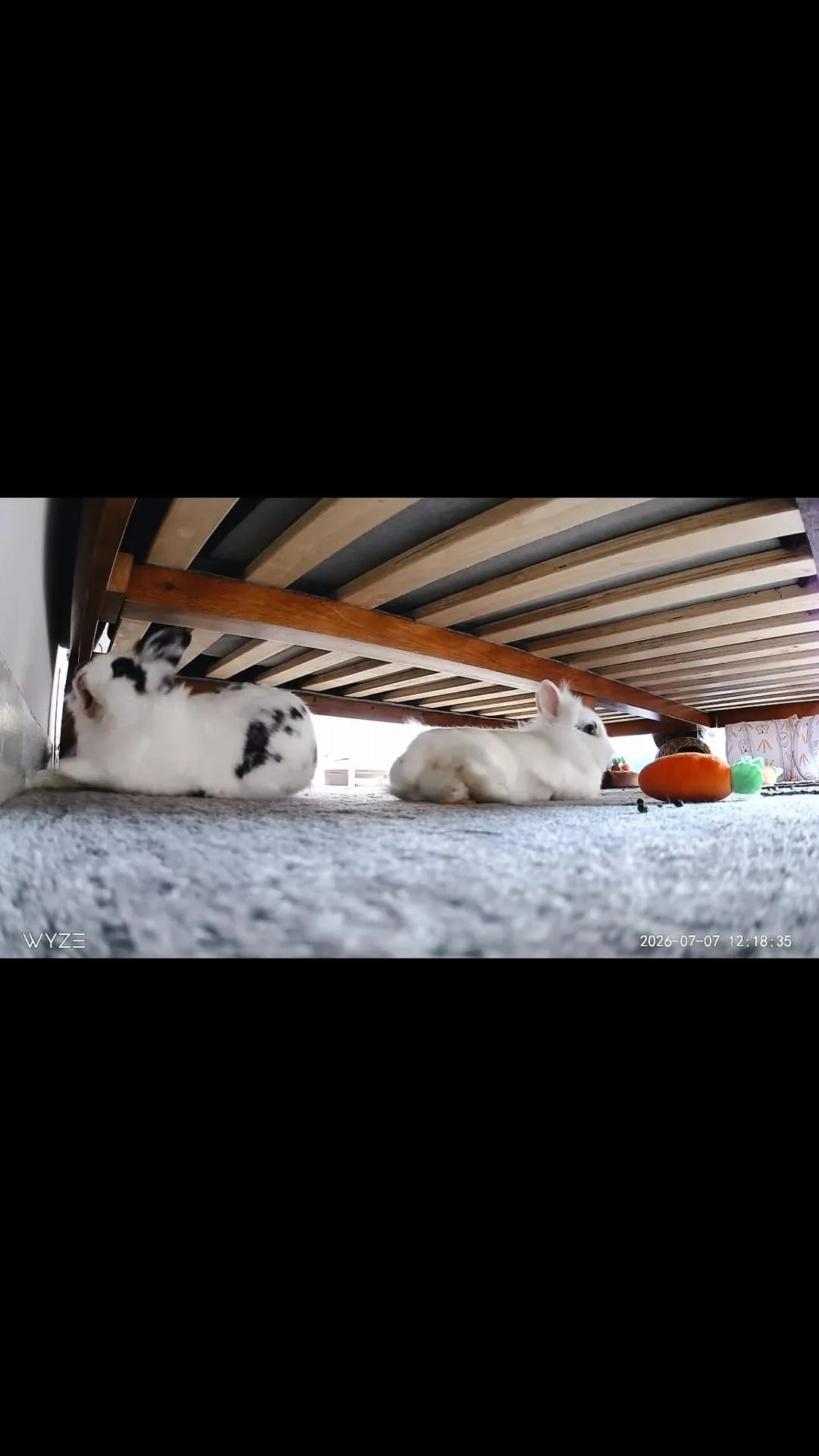 Instagram Reel still: Missy playing hard to get 🤣🐰 #rabbitsofinstagram #cute #funny #fyp #lionheadbunny
