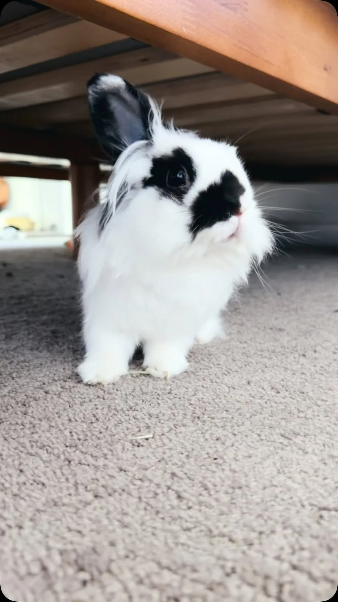 Instagram Reel still: Frodo knows when treats are coming 👀🐰 #bunny #rabbitsofinstagram #cute #pet #lionheadbunny