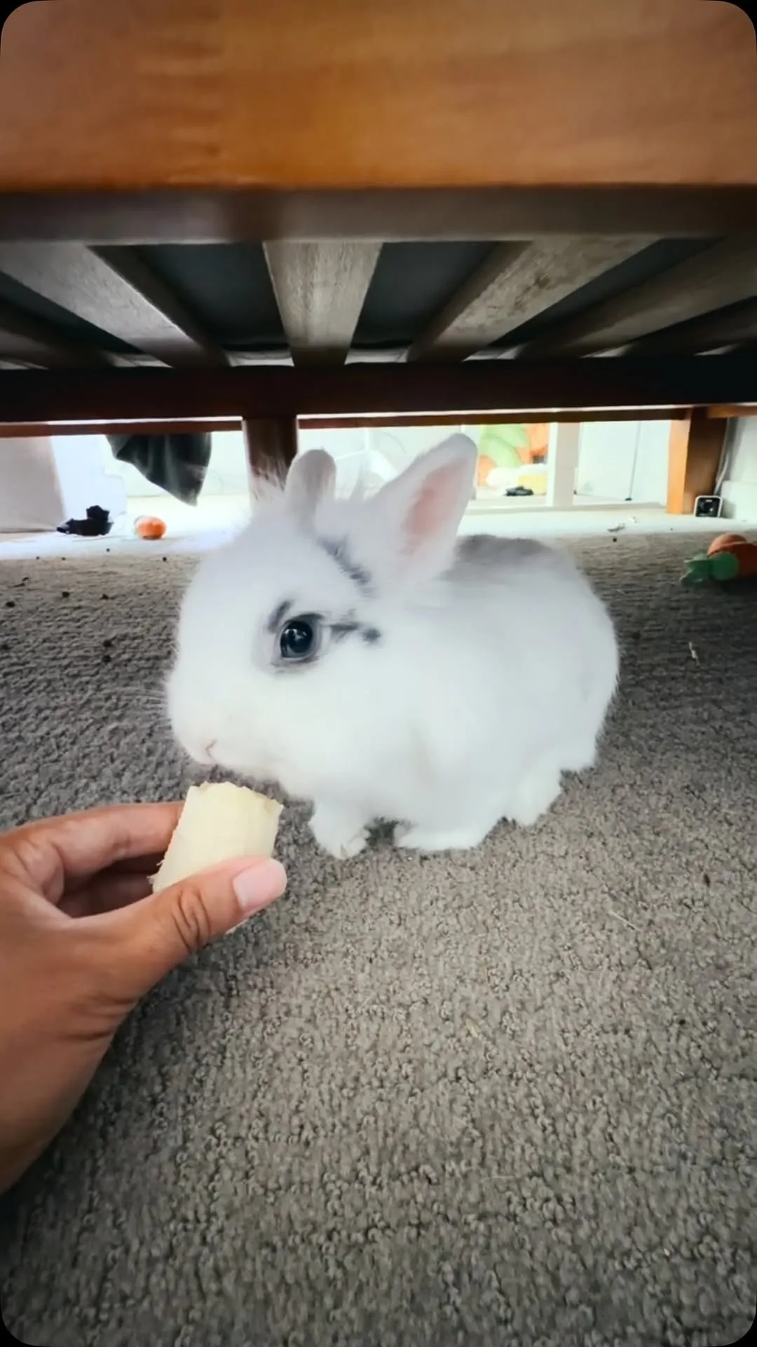 Instagram Reel still: Missy vs Banana 🐰🍌 #bunny #rabbitsofinstagram #cute #lionheadbunny #fyp