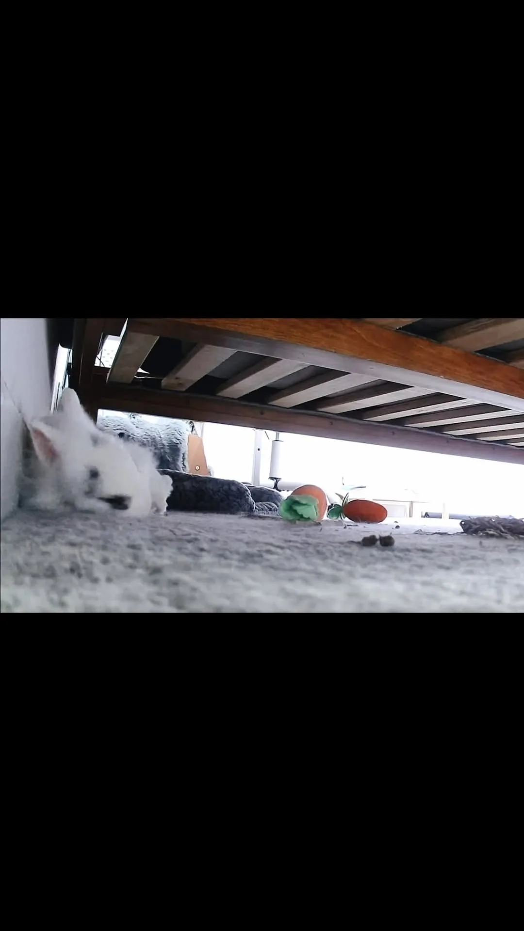 Instagram Reel still: Missy kissy 😘🐰#rabbitsofinstagram #lionheadbunny #fyp #viral #cute